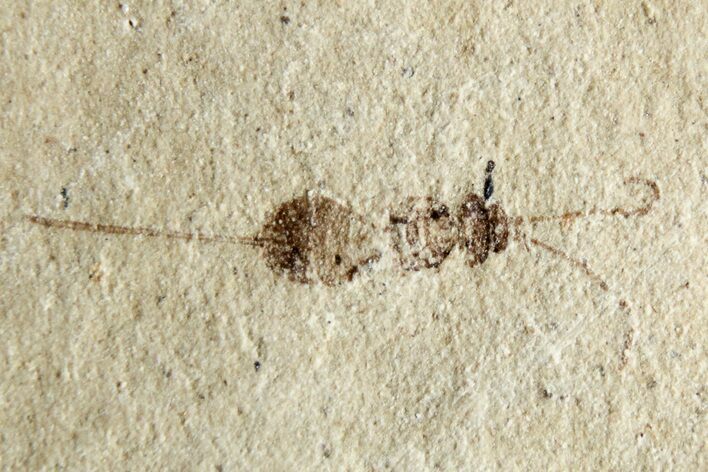 Fossil Insect (Hymenoptera) with Preserved Ovipositor - France #256026